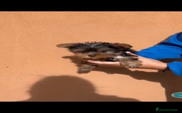 Yorkshire Terrier perros en venta: Ultima cachorra de yorkshire terrier toy  - Anuncio 4