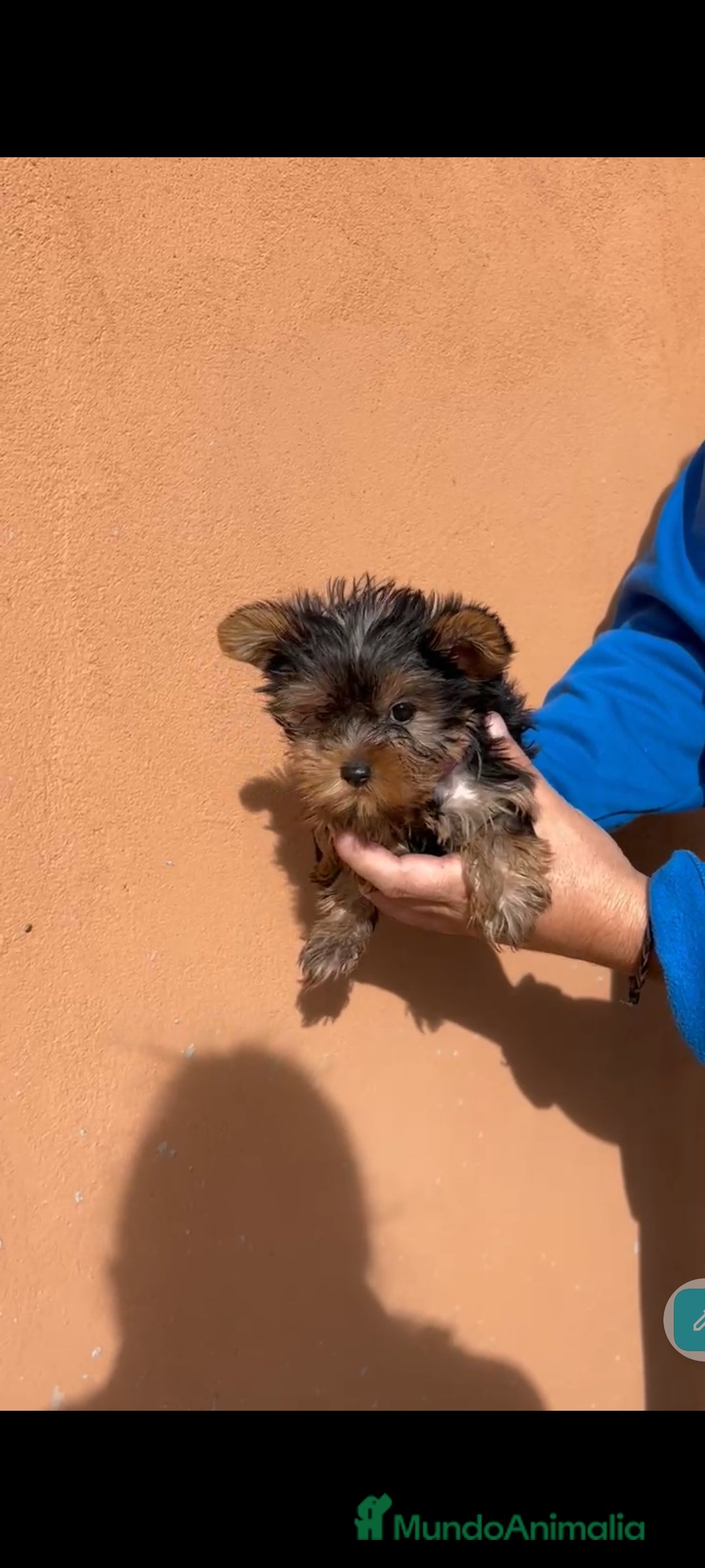 Yorkshire Terrier perros en venta: Ultima cachorra de yorkshire terrier toy  - Anuncio 4