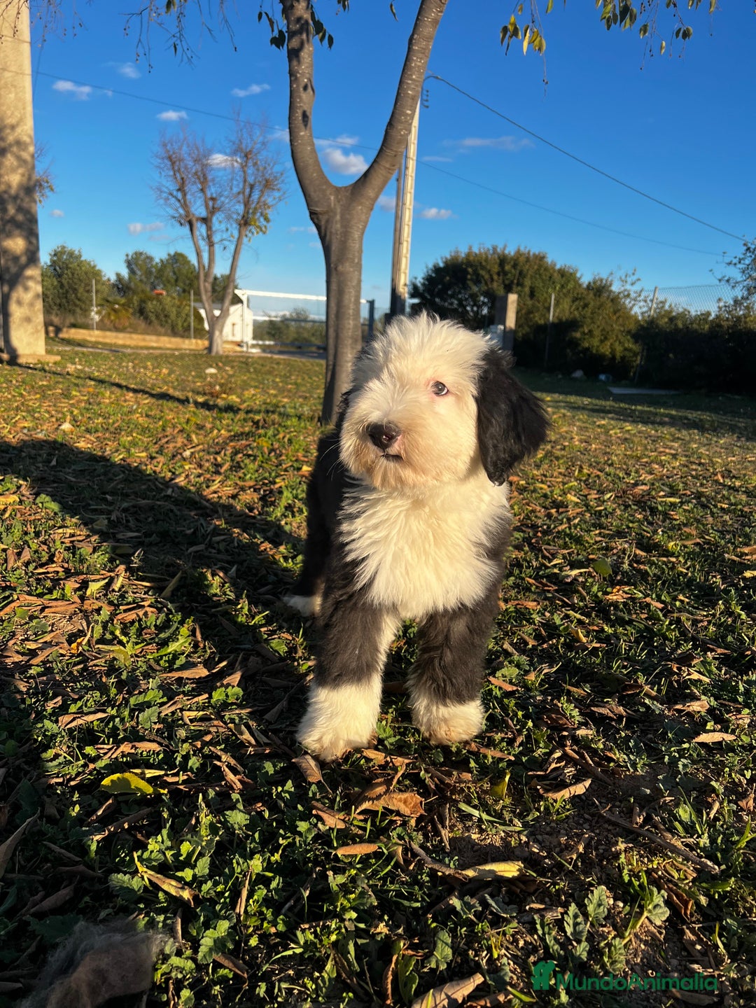 Antiguo Perro de Pastor Inglés - Bobtail perros en venta: BOBTAIL BICOLOR GARANTIA Y CALIDAD - Anuncio 2