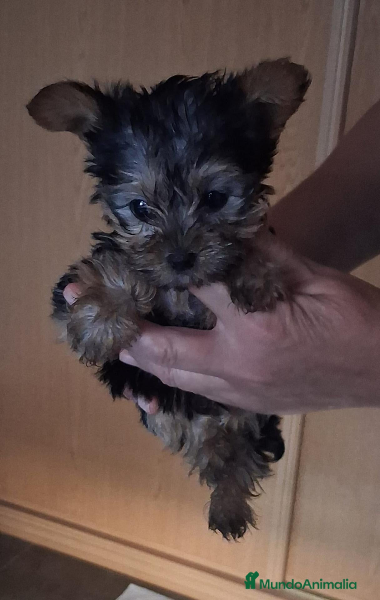 Yorkshire Terrier perros Yorksai toy - Anuncio 1