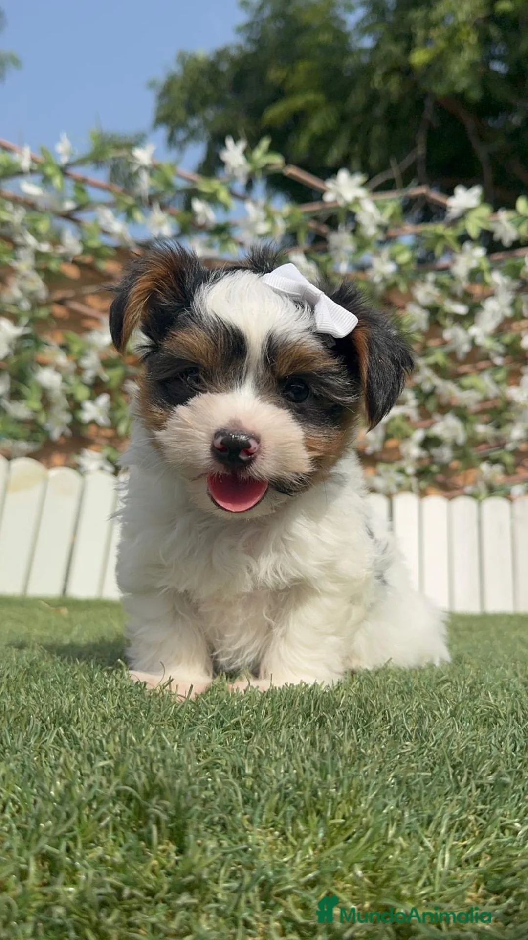Yorkshire Terrier perros en venta: YORKSHIRE BIEWER - Anuncio 1