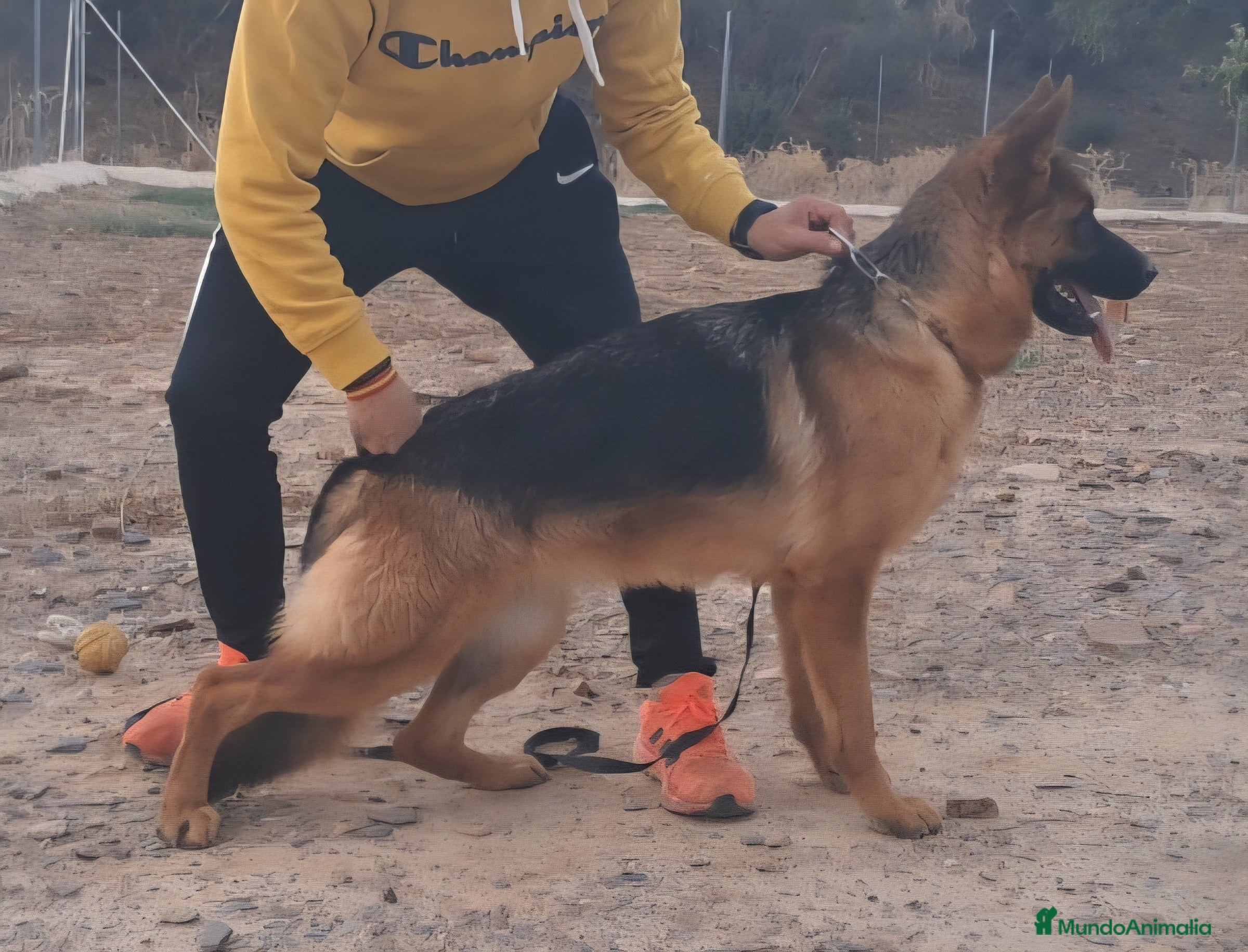 Pastor Alemán perros Hembra de Pastor Aleman - Anuncio 11