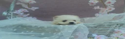 Pomerania perros en venta: PRECIOSO CACHORITO DE POMERANIA TOY    - Anuncio 14