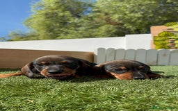 Teckel Miniatura perros en venta: TECKEL MINIATURA MACHO - Imagen 16