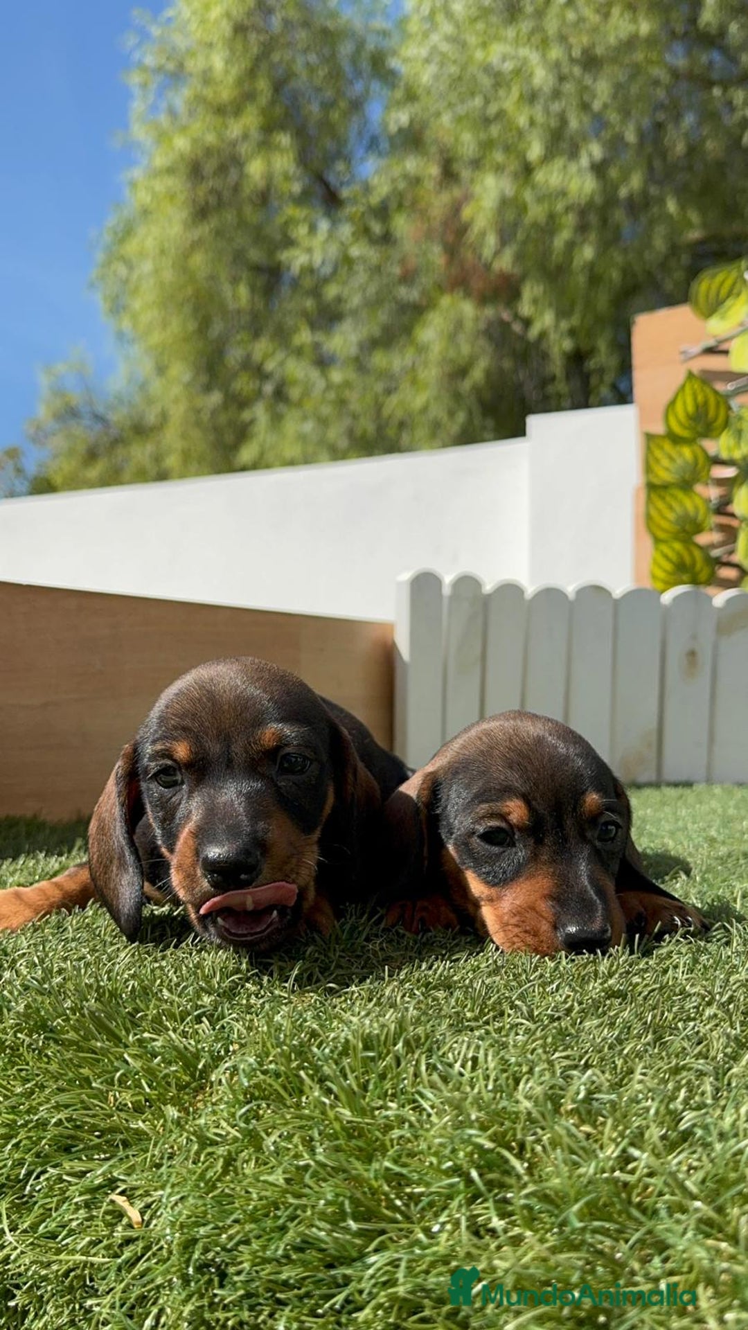 Teckel Miniatura perros en venta: TECKEL MINIATURA MACHO - Imagen 16