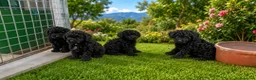Caniche Toy perros en venta: Cachorros de caniche Toy - Anuncio 1