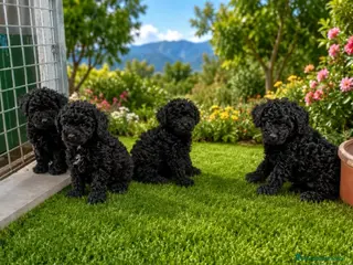 Caniche Toy perros Cachorros de caniche Toy - Anuncio 4