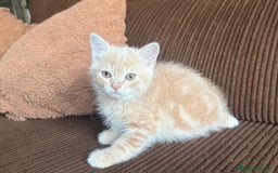 Británico de Pelo Corto gatos en venta: Gatcot.com - Imagen 1