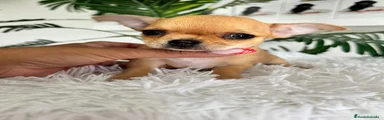 Chihuahua 1