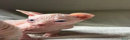 Sphynx gatos en venta: Camada Sphynx blanco - Anuncio 4