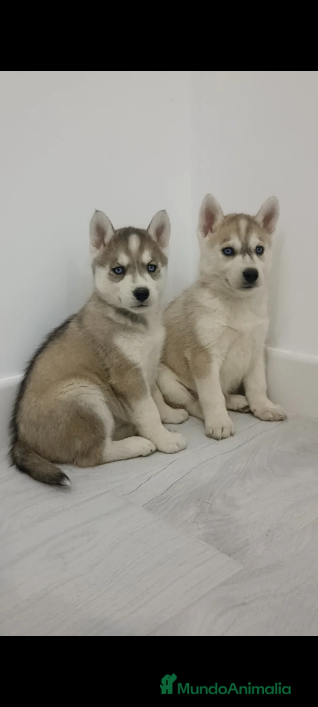 Husky Siberiano perros en venta: Husky siberianos cachorros  - Anuncio 7