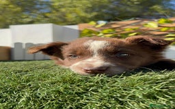 Border Collie perros en venta: BORDER COLLIE - Anuncio 15