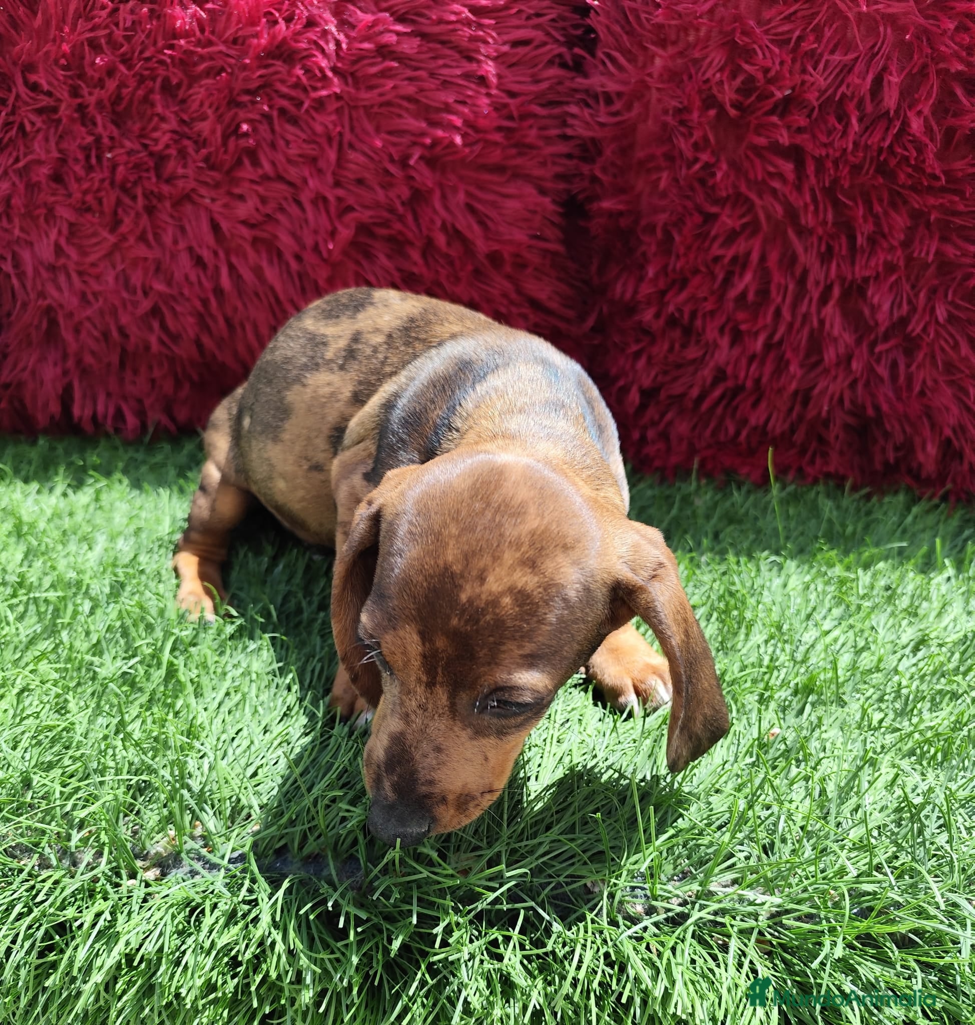 Teckel perros en venta: Teckel Miniatura choco merle - Anuncio 9
