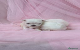 Bichón Maltés perros en venta: Bichón maltes ♂️♀️ - Imagen 3