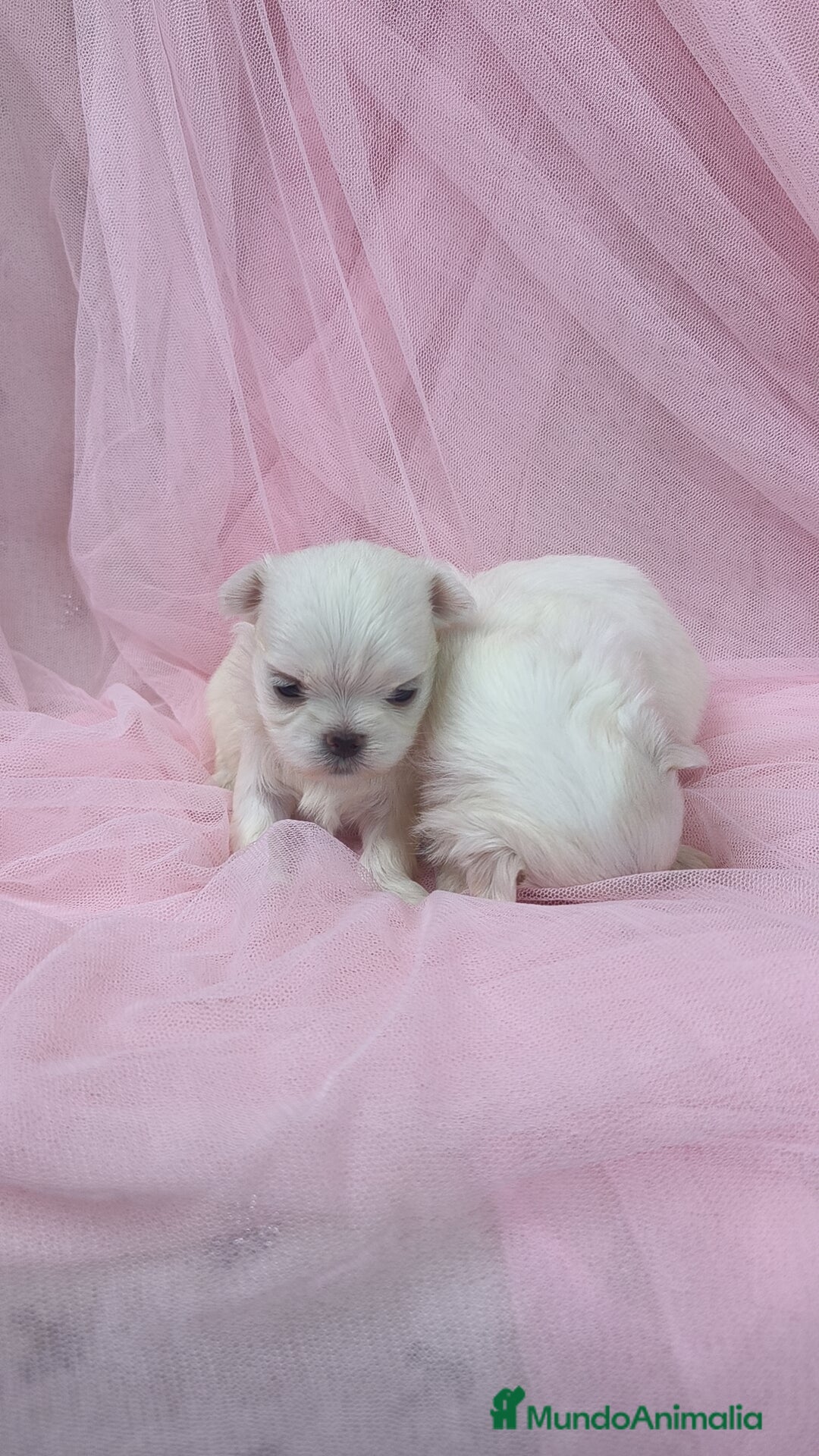 Bichón Maltés perros en venta: Bichón maltes ♂️♀️ - Imagen 3