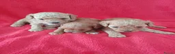 Caniche Enano perros en venta: Caniche Enano  - Anuncio 3