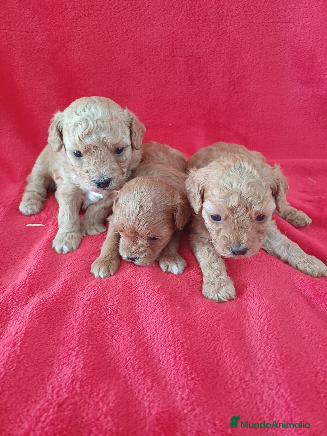 Caniche Enano perros en venta: Caniche Enano  - Anuncio 3