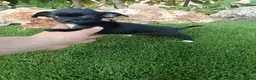 Chihuahua perros en venta: Hembrita de Chihuahua Negra - Anuncio 2
