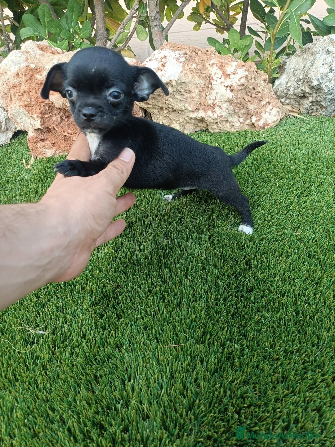 Chihuahua perros en venta: Hembrita de Chihuahua Negra - Anuncio 2