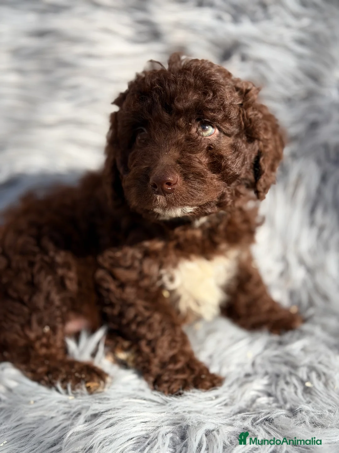 Perro de Agua Español perros en venta: Pdae chocolate  - Anuncio 5