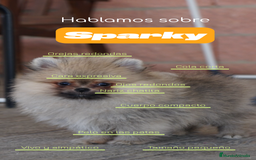 Pomerania perros en venta: 🐾 Sparky y Amapola – Pomerania miniatura 🐾 - Imagen 2