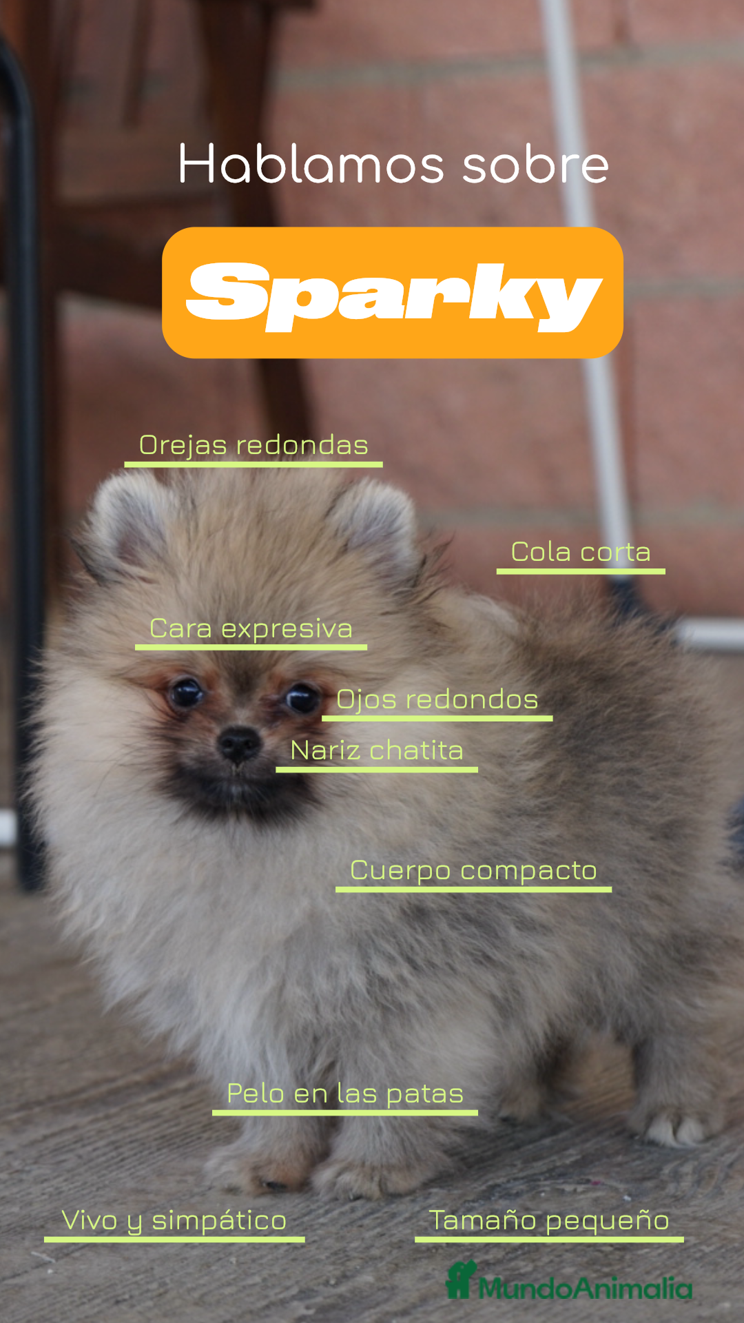 Pomerania perros en venta: 🐾 Sparky y Amapola – Pomerania miniatura 🐾 - Imagen 2