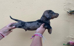 Teckel Miniatura perros en venta: Teckel  - Imagen 2