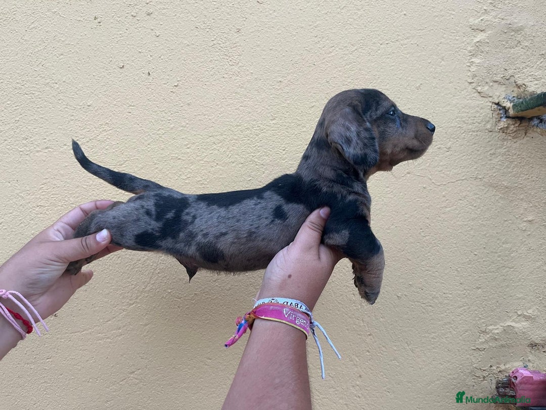 Teckel Miniatura perros en venta: Teckel  - Imagen 2
