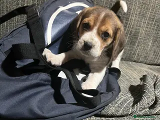 Beagle perros Preciosos Cachorritos de Beagle - Anuncio 1