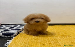 Caniche Toy perros en venta: MACHO TOY PRINCIPIO ENANO PEQUEÑO - Imagen 2