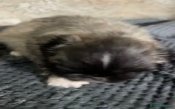 Shih Tzu perros en venta: Shih tzu - Imagen 5