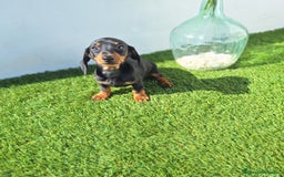 Teckel Miniatura perros en venta: TECKEL MINIATURA  - Imagen 2