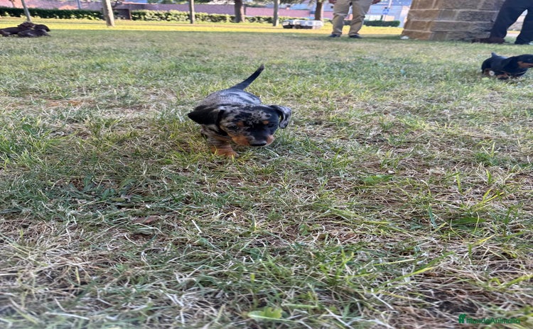 Teckel Miniatura perros - Anuncio 4
