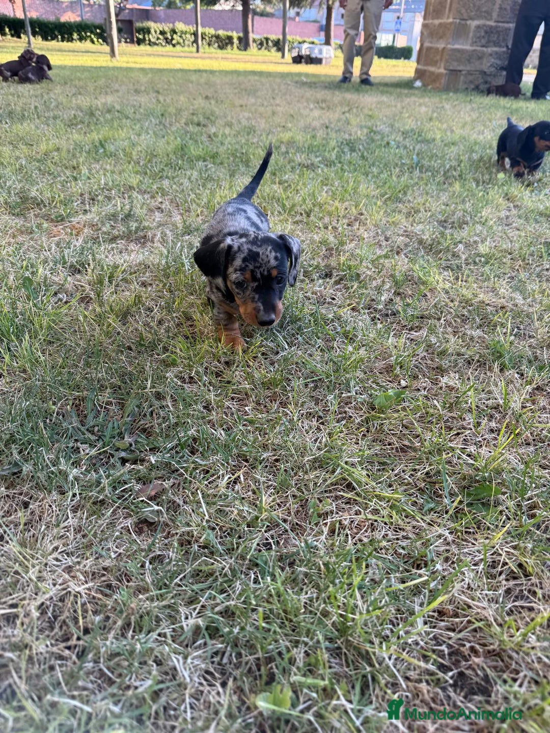 Teckel Miniatura perros en venta: TECKEL CHOCOLATE MINI - Imagen 1