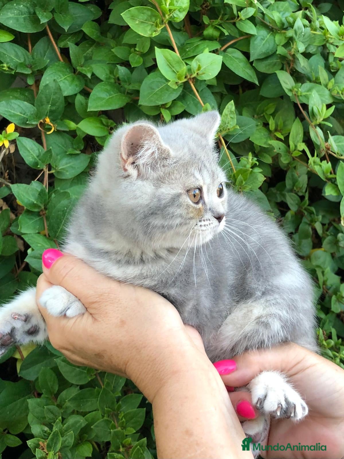 Británico de Pelo Corto gatos Gata british tabby azul - Anuncio 2