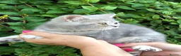 Británico de Pelo Corto gatos en venta: Gata british tabby azul - Anuncio 1
