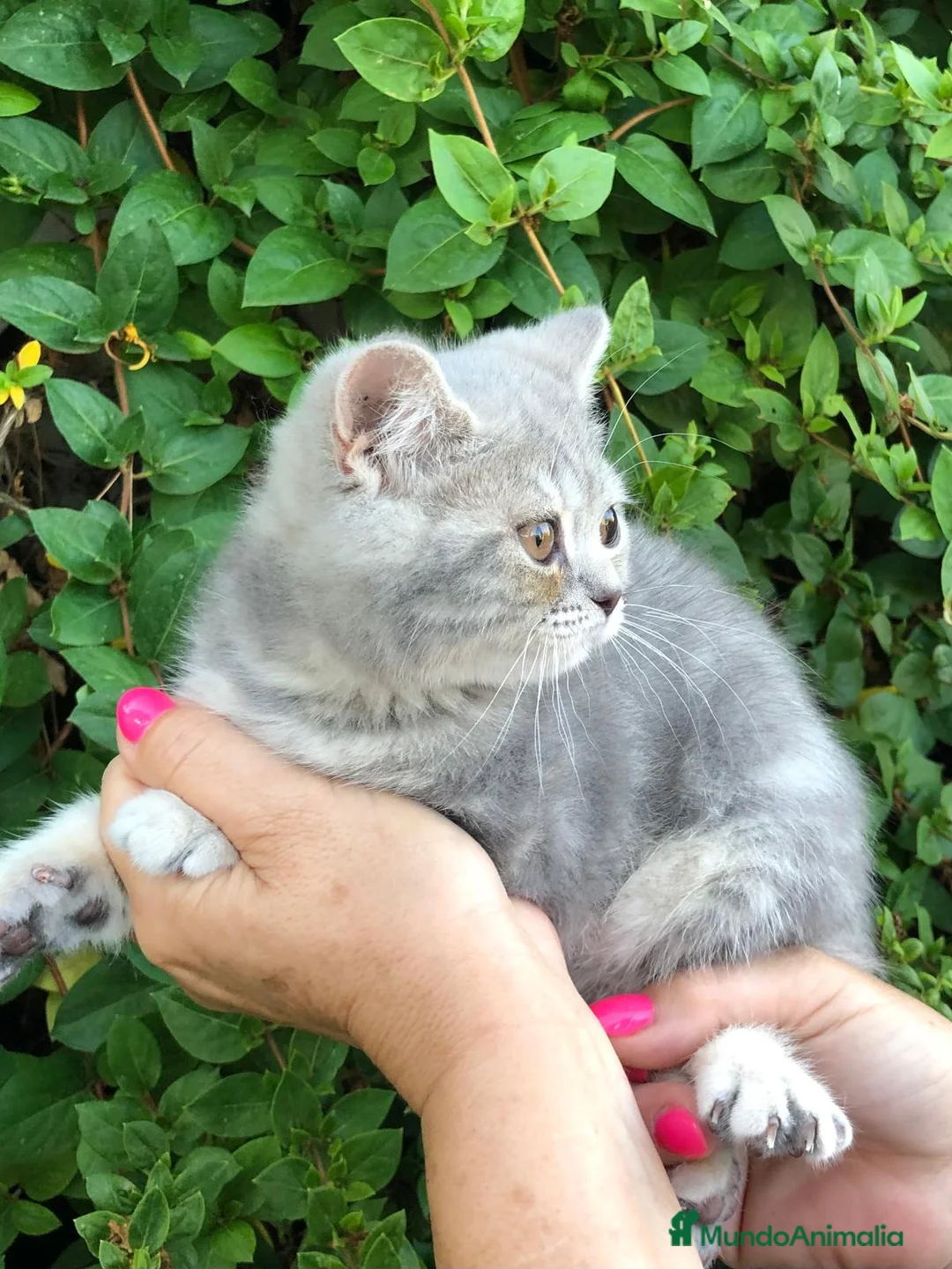 Británico de Pelo Corto gatos en venta: Gata british tabby azul - Anuncio 1