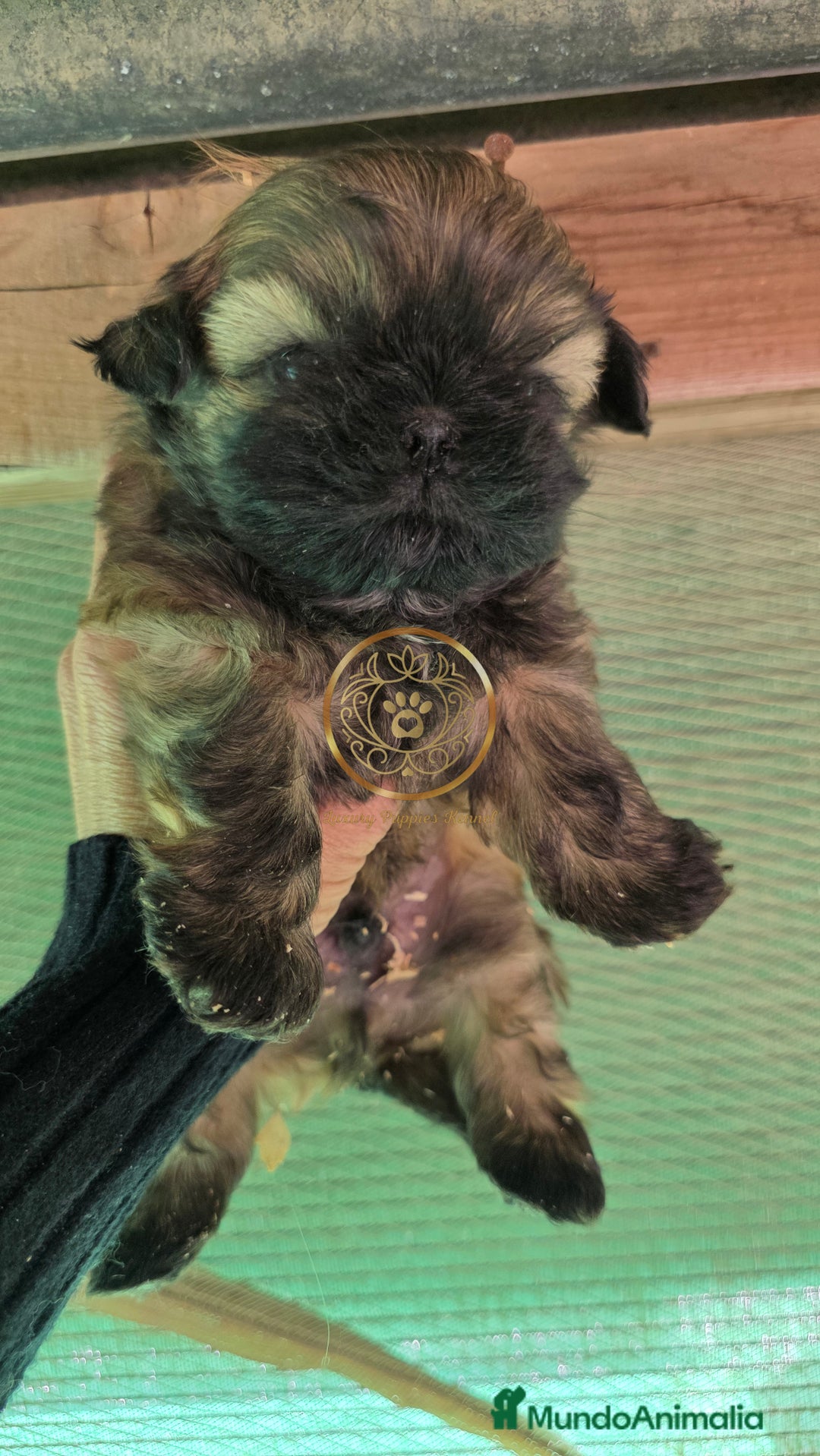 Shih Tzu perros en venta: Shiht tzu  - Anuncio 6