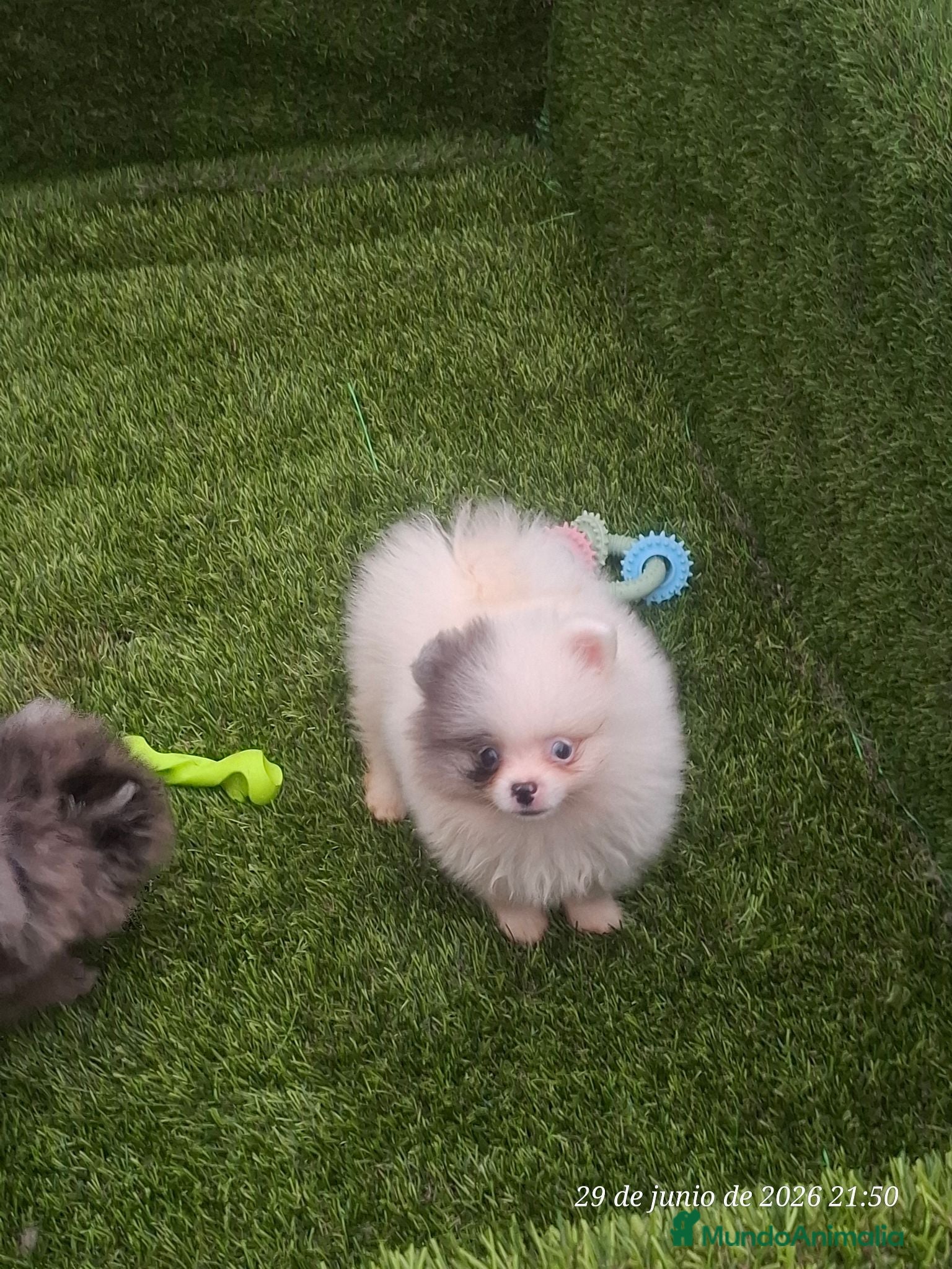 Pomerania perros Cachorro de pomerania - Anuncio 1
