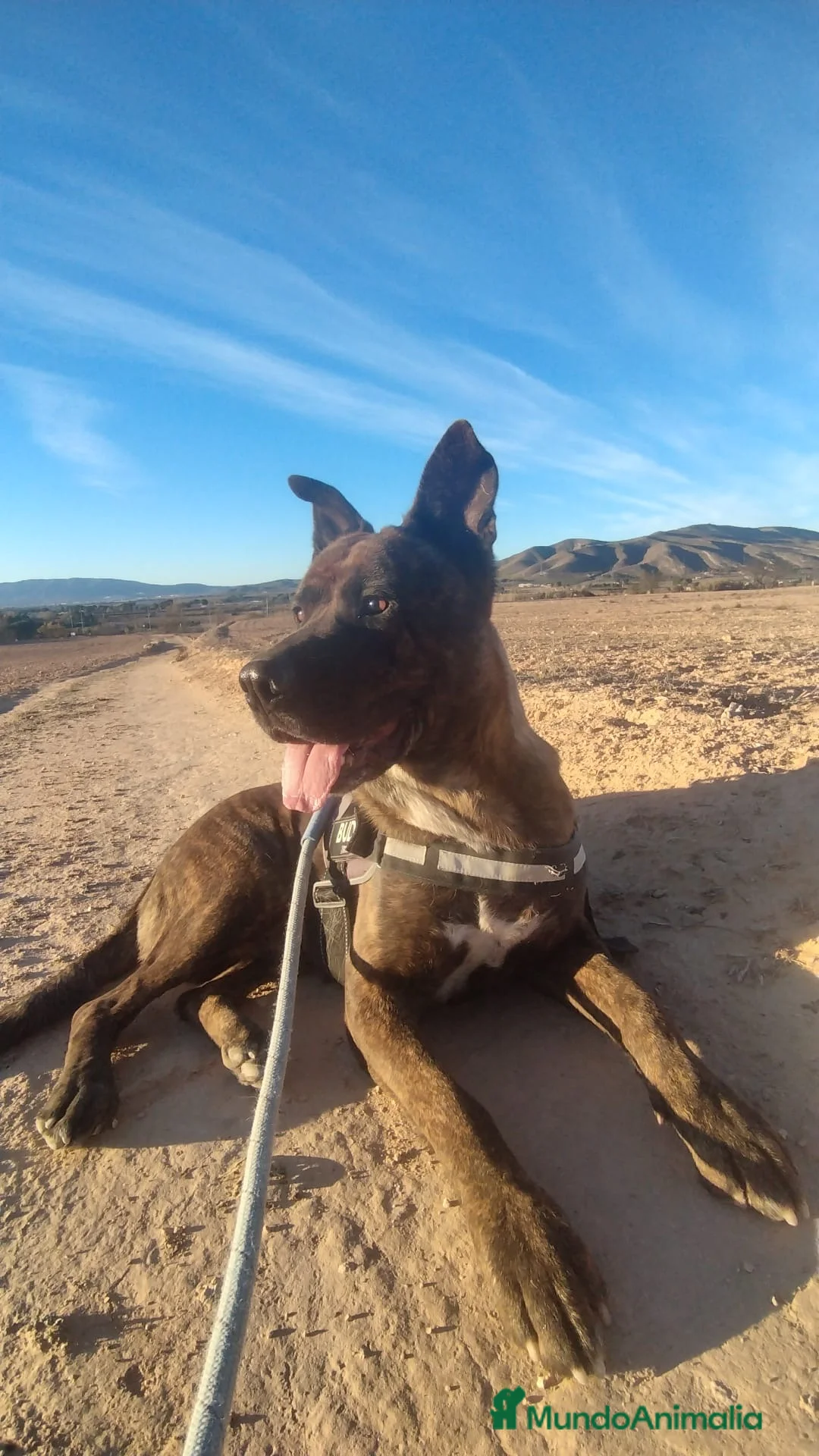 Raza Mixta perros en adopcion: ODÍN ❤️ en Adopción  - Anuncio 1