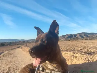 Raza Mixta perros ODÍN ❤️ en Adopción - Anuncio 1