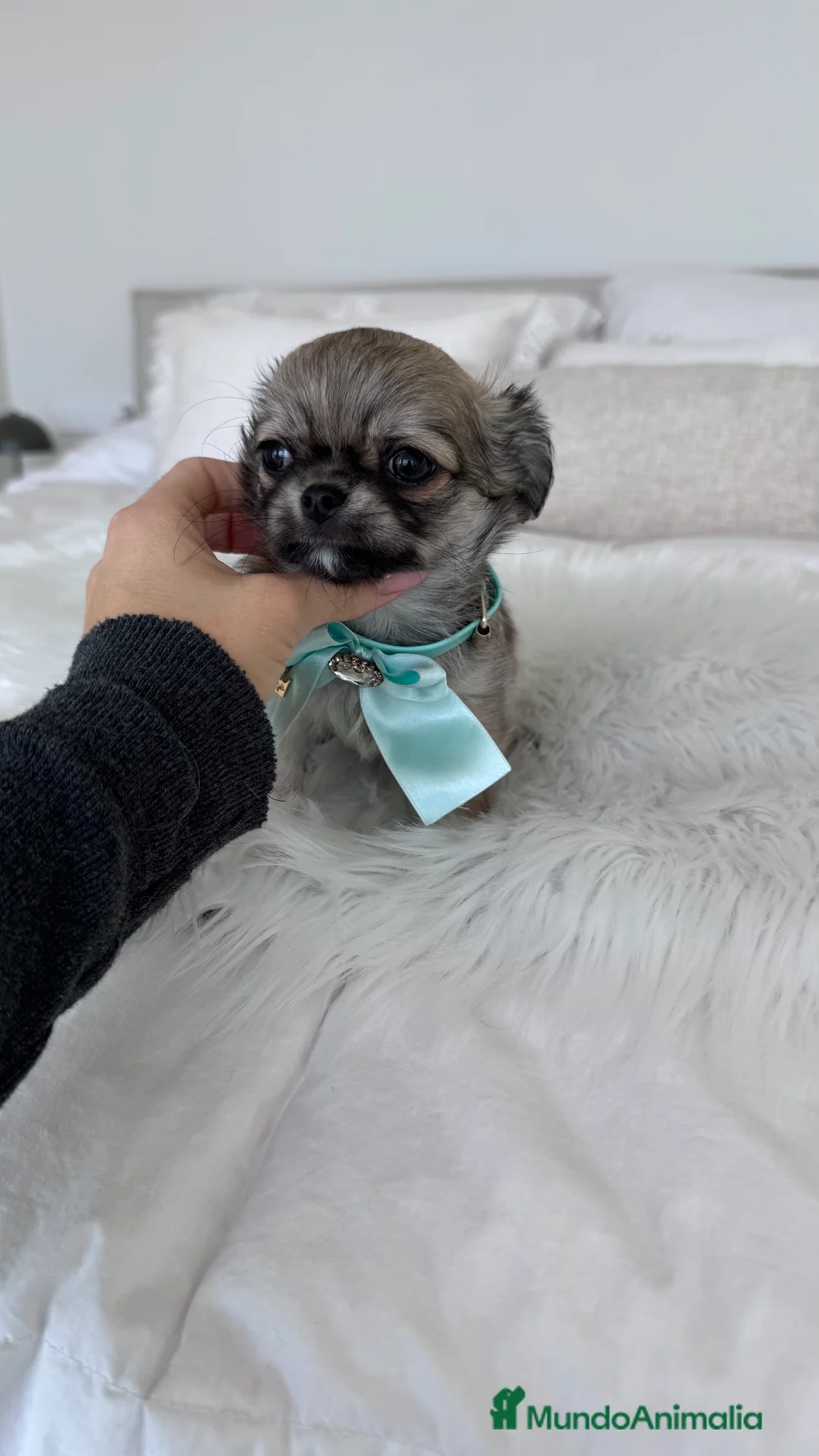 Chihuahua perros en venta: Chihuahua pelo largo - Anuncio 1