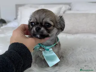 Chihuahua perros Chihuahua pelo largo - Anuncio 1