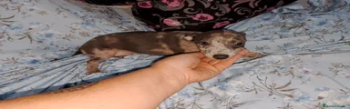 Raza Mixta Cachorro 3