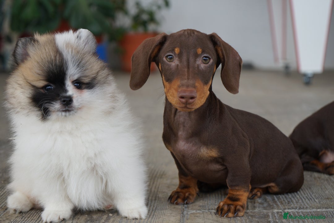 Teckel Miniatura perros en venta: 🐾 Bongo y Cacao – Teckel miniatura 🐾 - Imagen 9