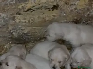 Golden Retriever perros Espectacular camada de golden disponible!! - Anuncio 3