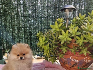 Pomerania perros en Barcelona - Anuncio 38