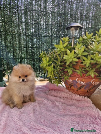 Pomerania perros en Barcelona - Anuncio 16