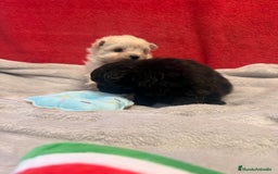 Raza Mixta perros en venta: Pomapoo Hembrita negra!!  - Imagen 1