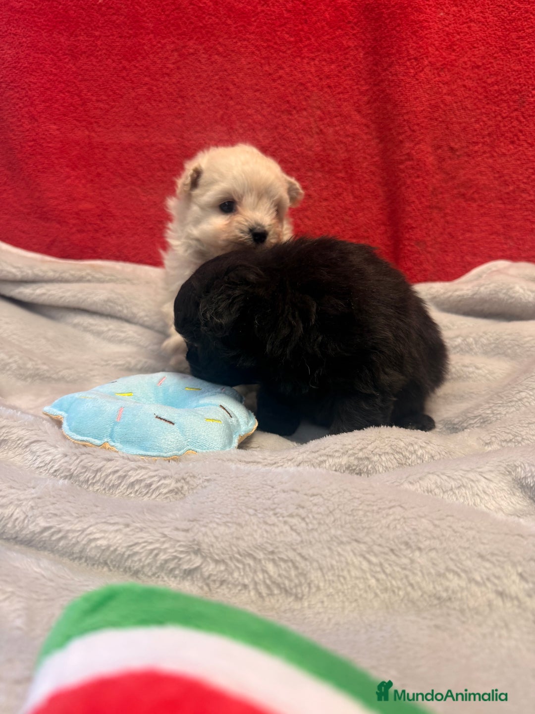 Raza Mixta perros en venta: Pomapoo Hembrita negra!!  - Imagen 1